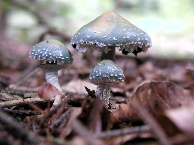 Stropharia aeruginosa